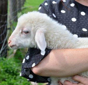 holding sheep