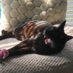 Image of a black cat yawning, meet Slinky