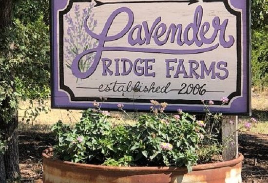 Lavender Ridge Farms in Gainesville