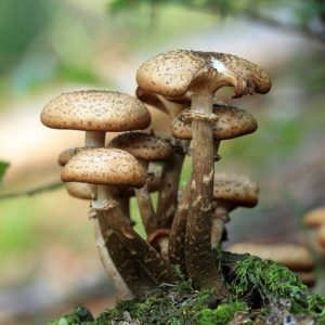 Image of mushrooms growing on moss