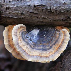 Image of turkey tail mushroom