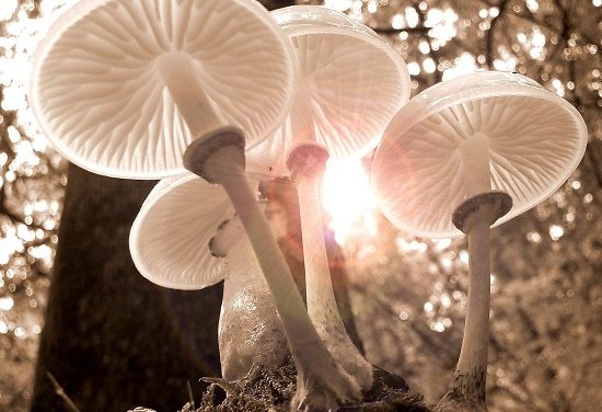 Magic Mushrooms, a revelation!